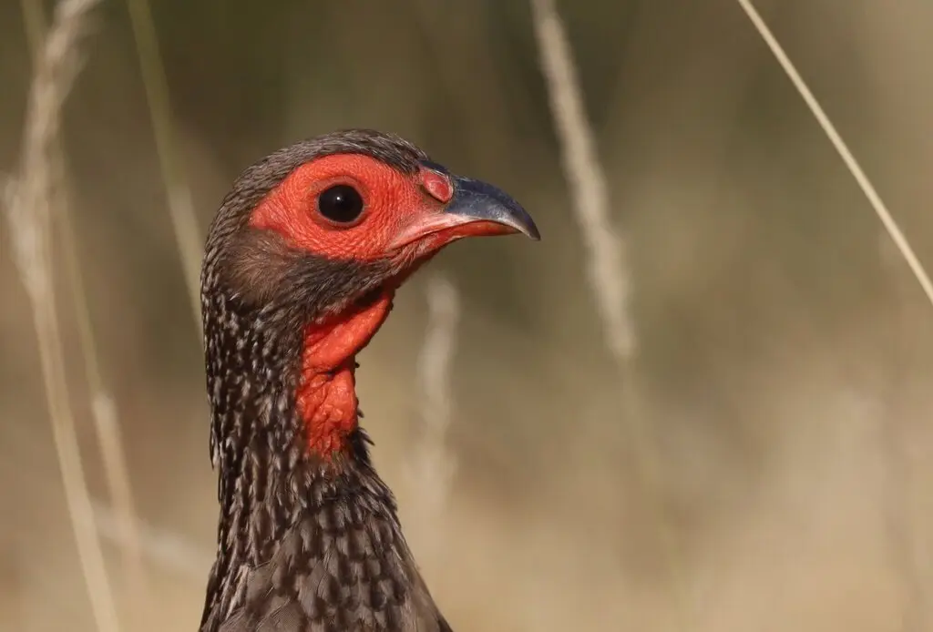 斯氏鹧鸪(Pternistis swainsonii)