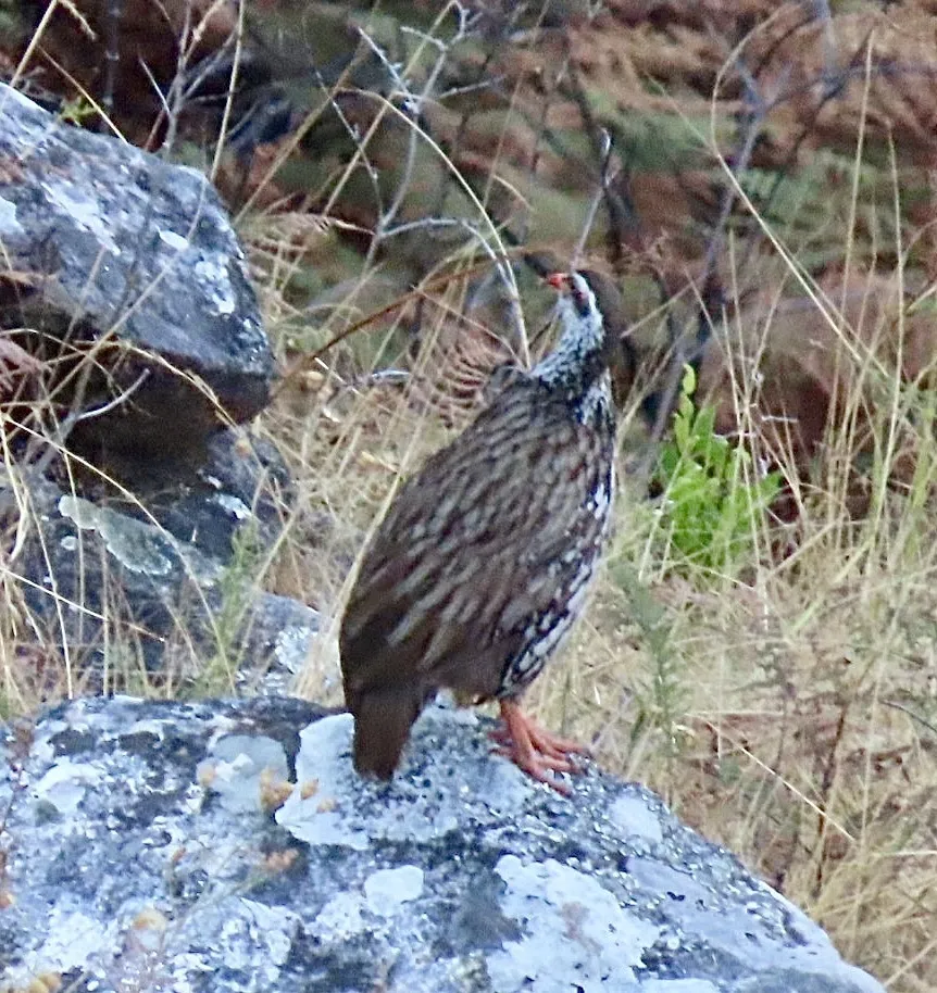 斯维氏鹧鸪(Pternistis swierstrai)