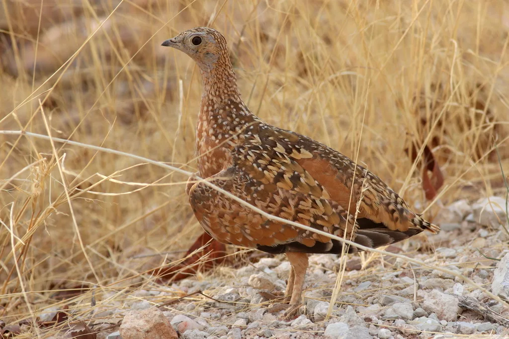 杂色沙鸡(Pterocles burchelli)