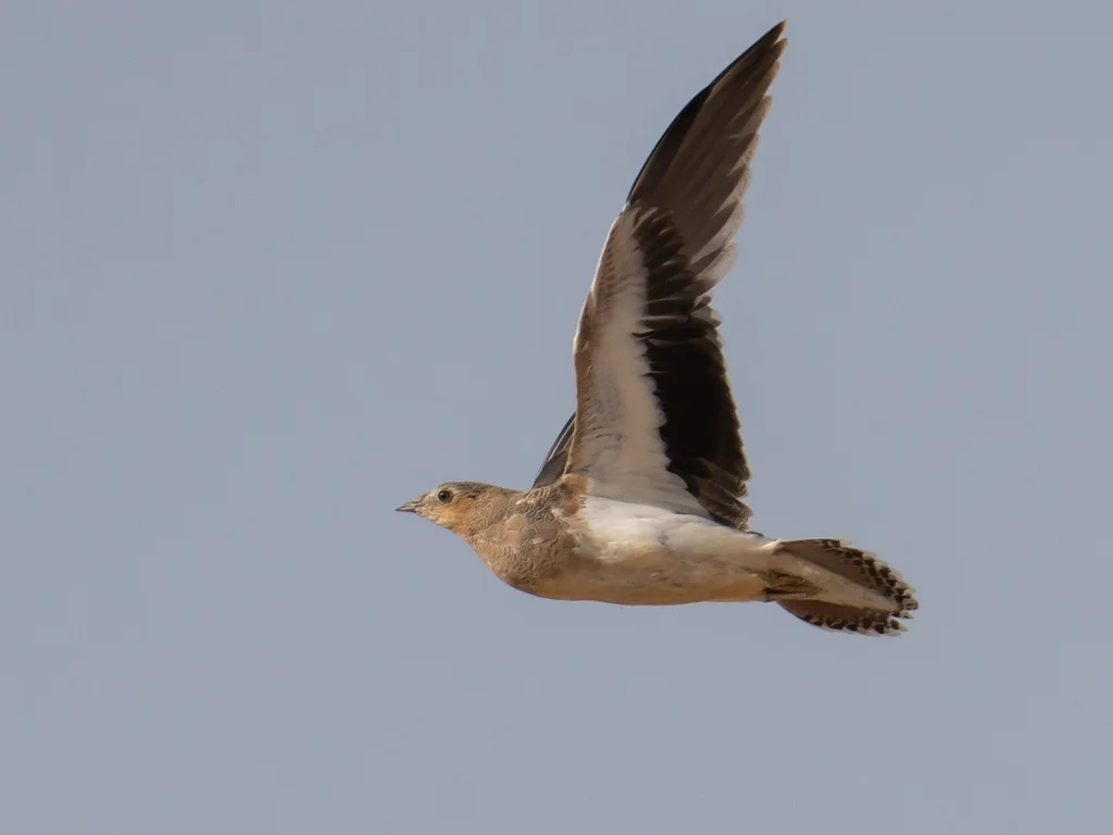 花头沙鸡(Pterocles coronatus)