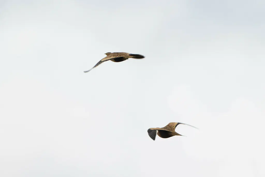 栗腹沙鸡(Pterocles exustus)