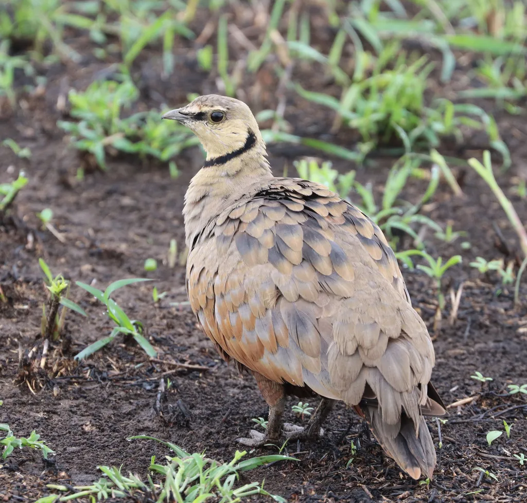 黄喉沙鸡(Pterocles gutturalis)