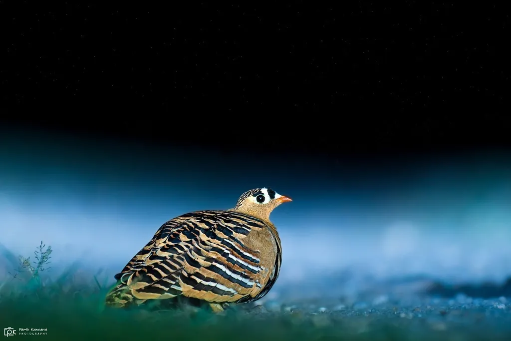 彩沙鸡（Pterocles indicus）