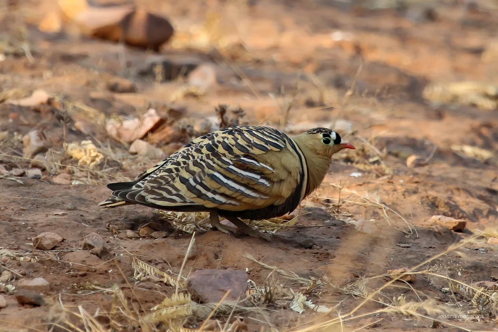 彩沙鸡（Pterocles indicus）