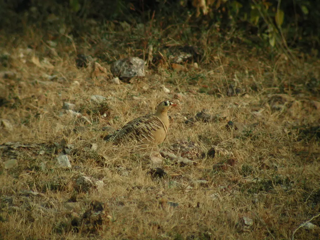彩沙鸡（Pterocles indicus）