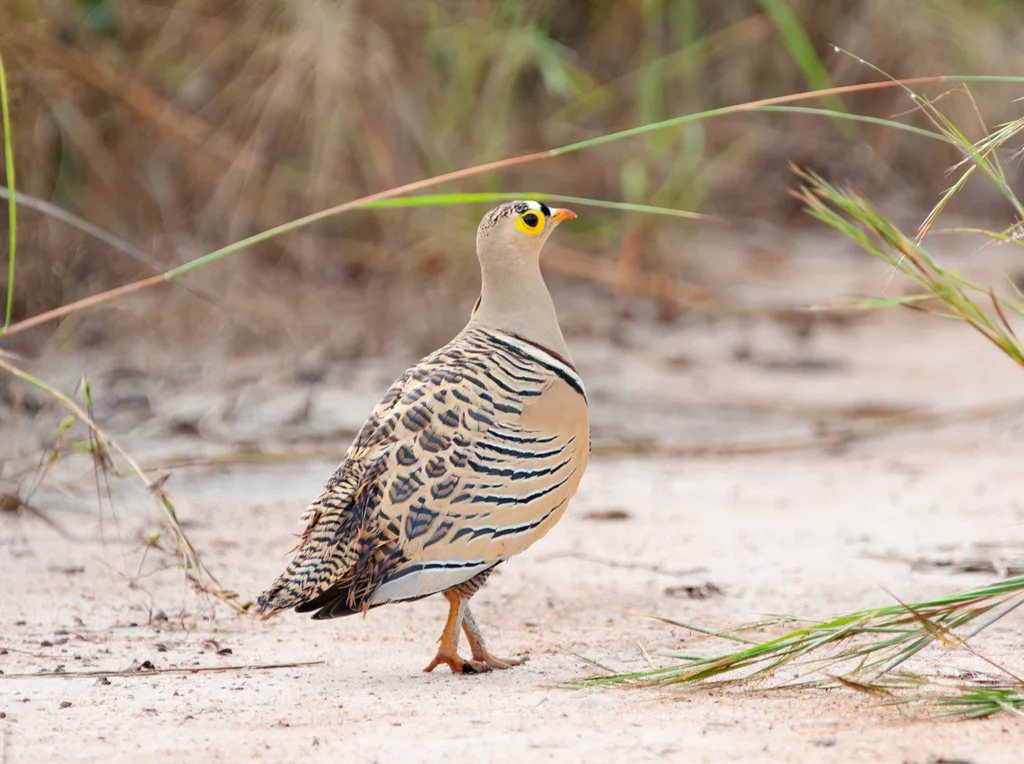 四斑沙鸡(Pterocles quadricinctus)