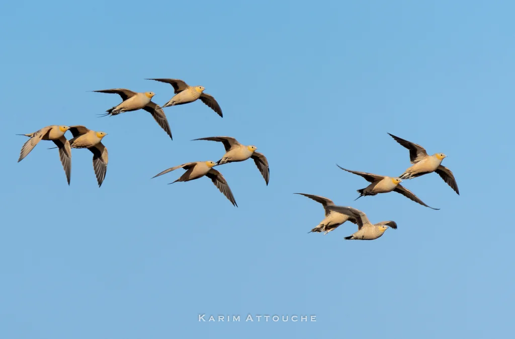 斑沙鸡(Pterocles senegallus)