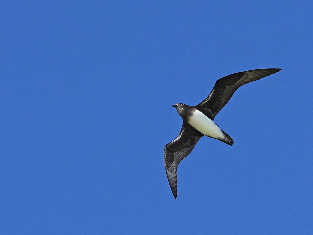 白腹圆尾鹱(Pterodroma alba)