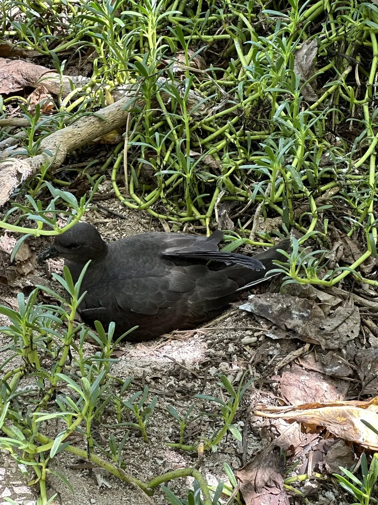 白腹圆尾鹱(Pterodroma alba)