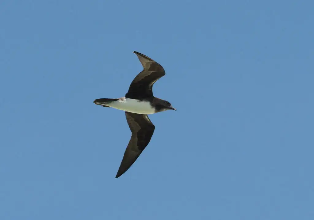 白腹圆尾鹱(Pterodroma alba)