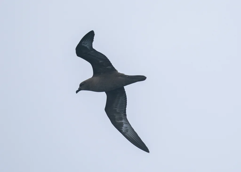 特岛圆尾鹱(Pterodroma arminjoniana)
