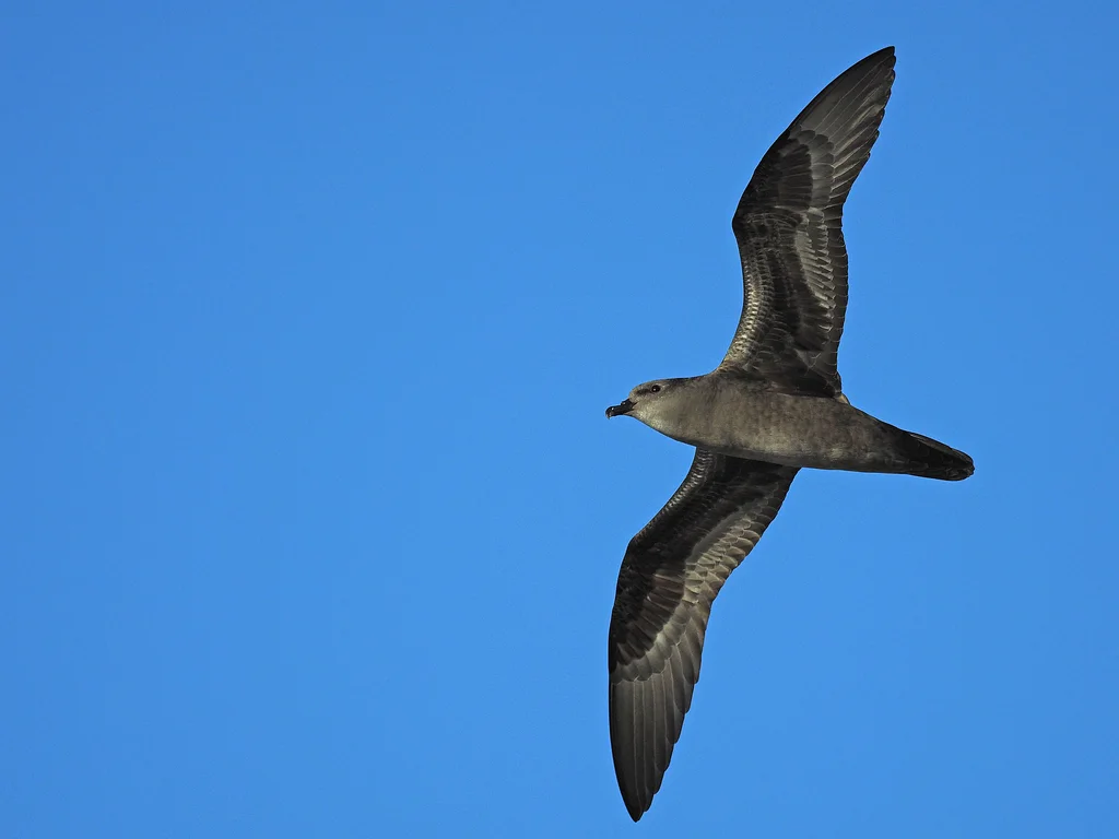 亨氏圆尾鹱(Pterodroma atrata)