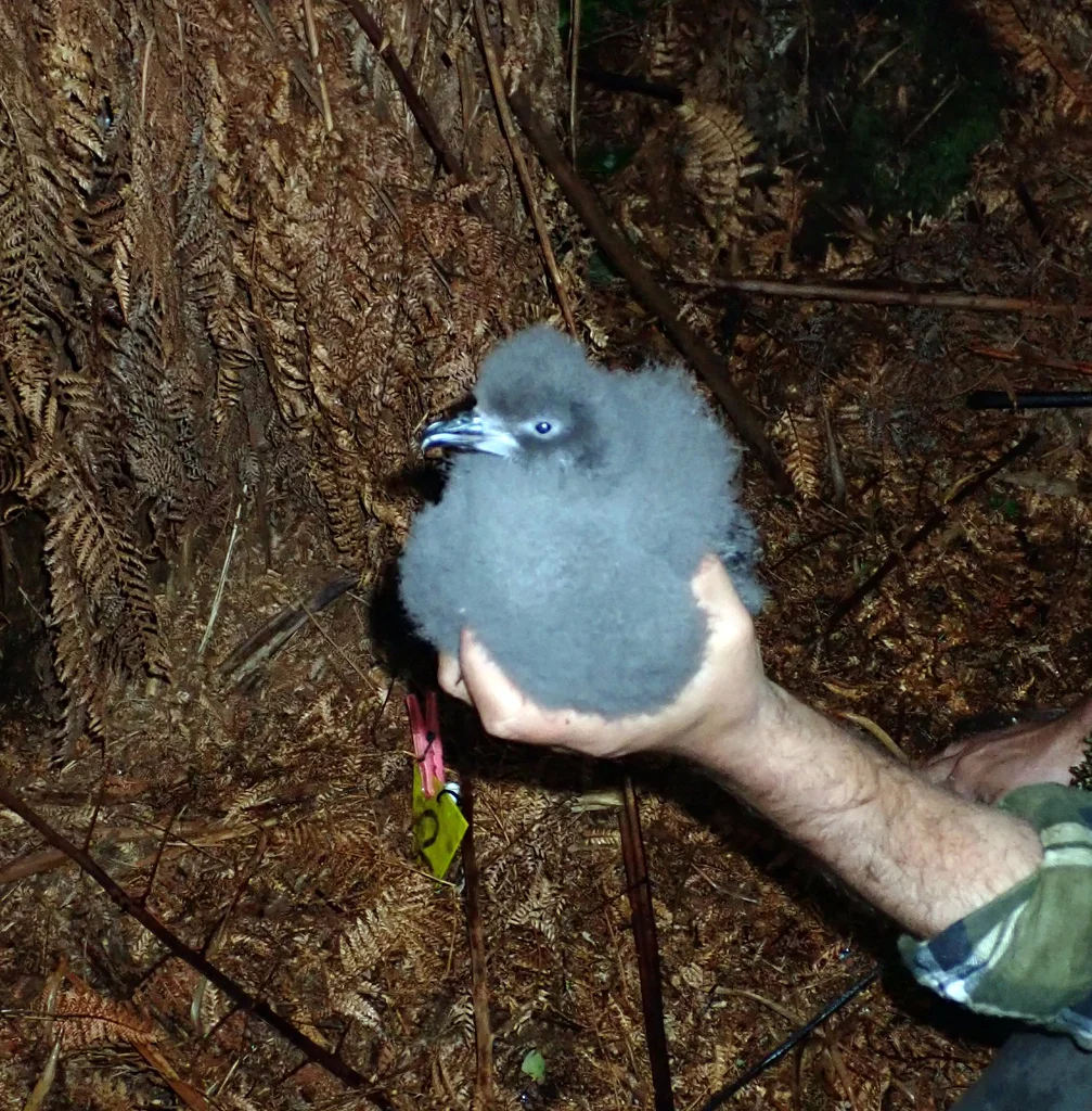 查岛圆尾鹱(Pterodroma axillaris)