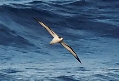 留尼汪圆尾鹱(Pterodroma baraui)