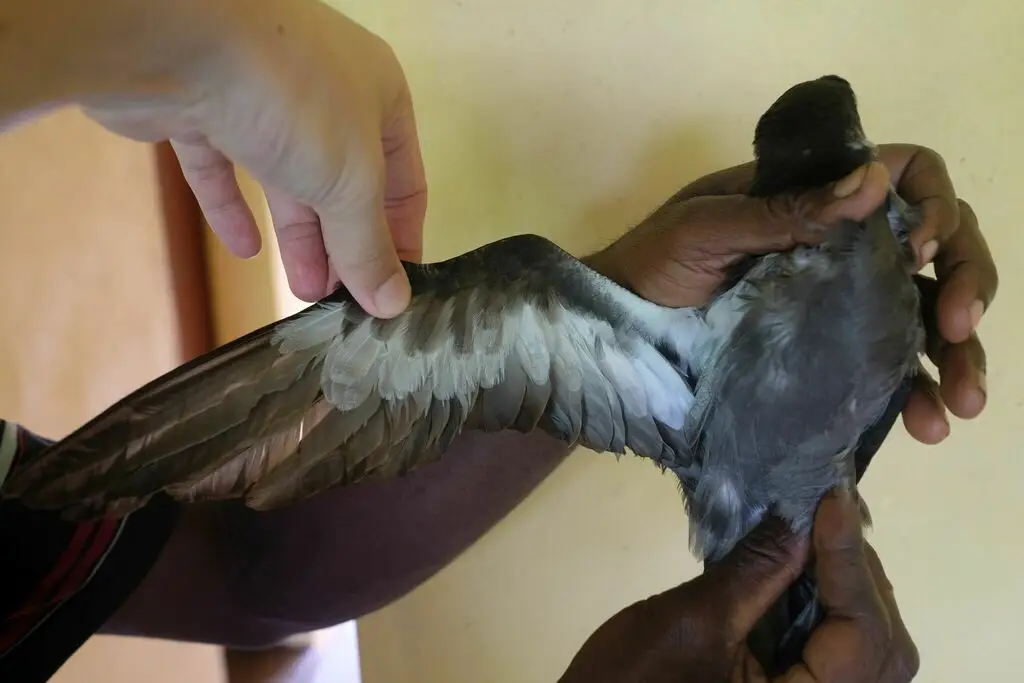 领圆尾鹱(Pterodroma brevipes)