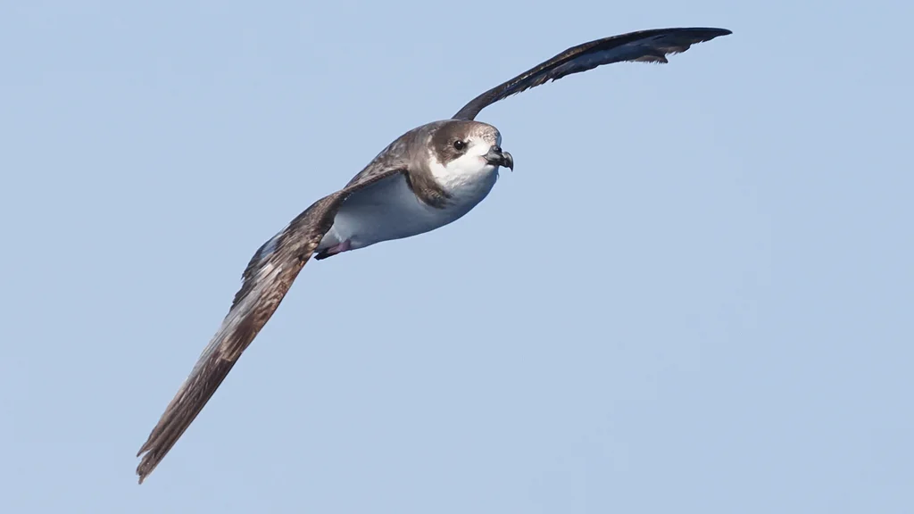 百慕大圆尾鹱(Pterodroma cahow)