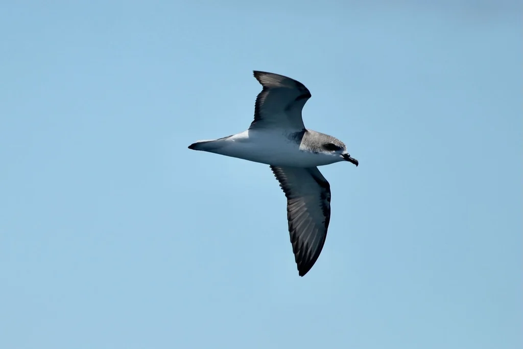 黑脚圆尾鹱(Pterodroma cookii)