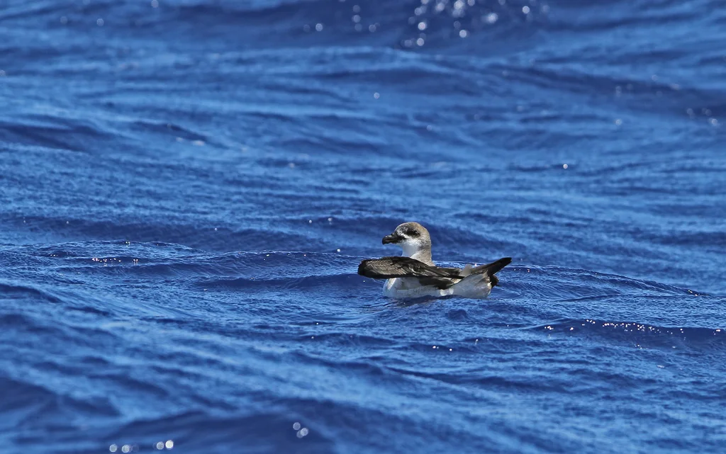 德岛圆尾鹱(Pterodroma deserta)