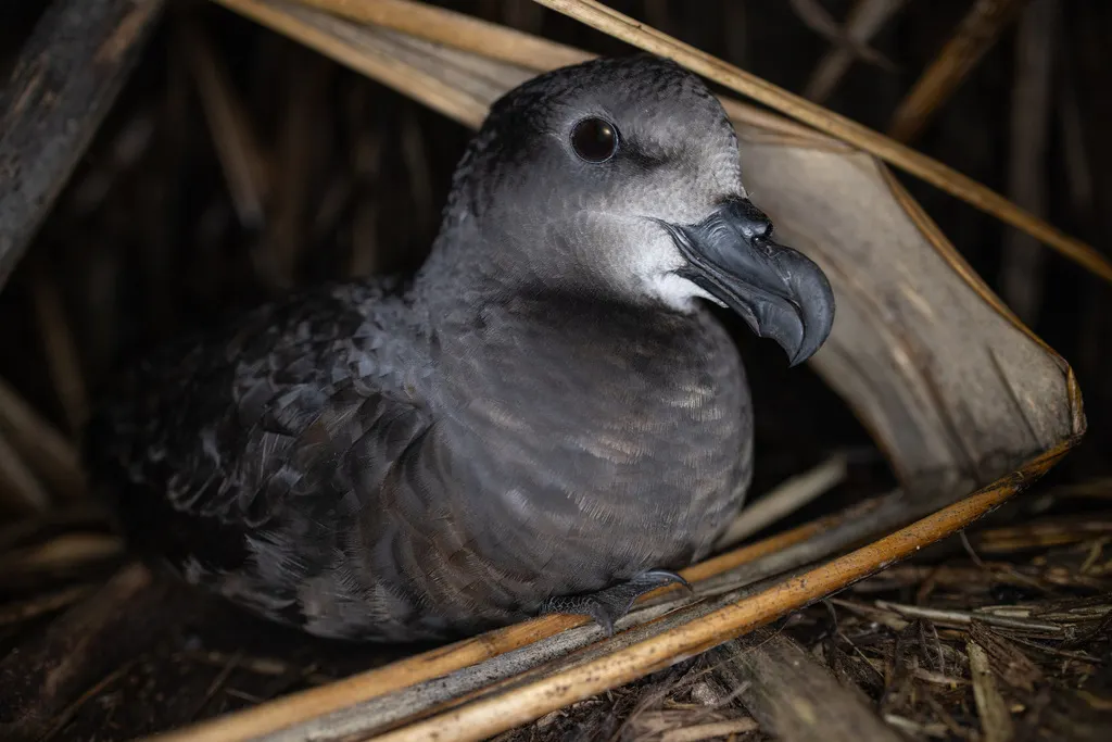 灰脸圆尾鹱(Pterodroma gouldi)