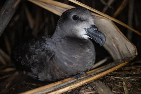 灰脸圆尾鹱