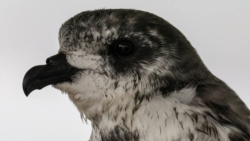 鳞斑圆尾鹱(Pterodroma inexpectata)