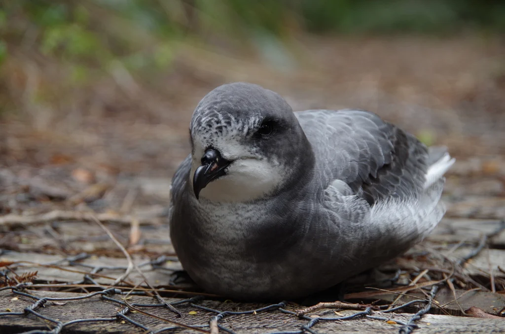鳞斑圆尾鹱(Pterodroma inexpectata)