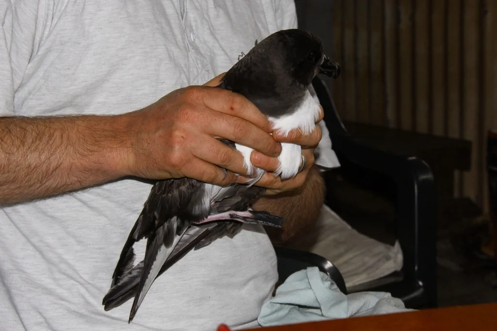 红圆尾鹱(Pterodroma magentae)