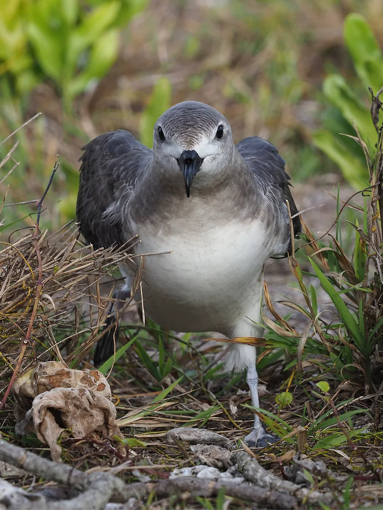克岛圆尾鹱(Pterodroma neglecta)