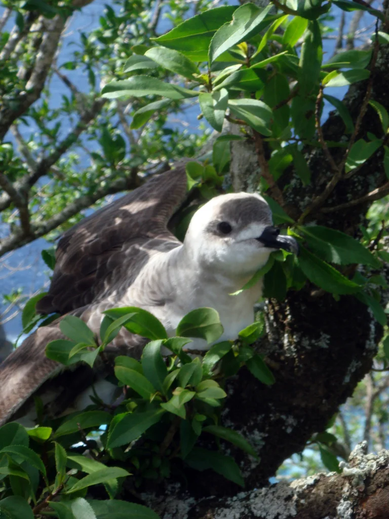 克岛圆尾鹱(Pterodroma neglecta)