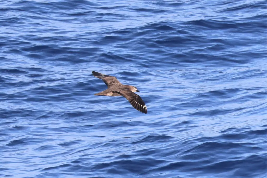 克岛圆尾鹱(Pterodroma neglecta)