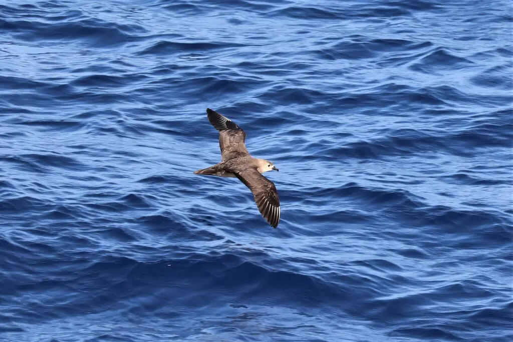 克岛圆尾鹱(Pterodroma neglecta)
