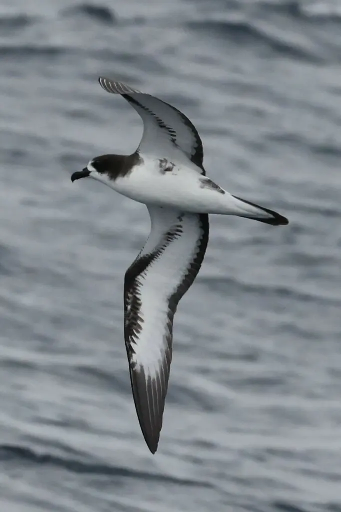 暗腰圆尾鹱(Pterodroma phaeopygia)