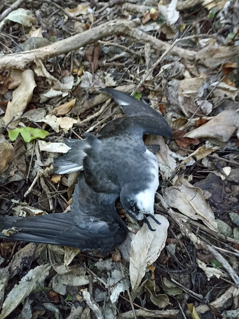 新西兰圆尾鹱(Pterodroma pycrofti)