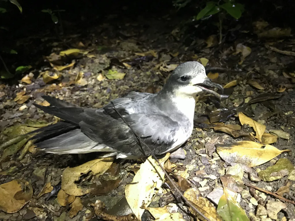 新西兰圆尾鹱(Pterodroma pycrofti)