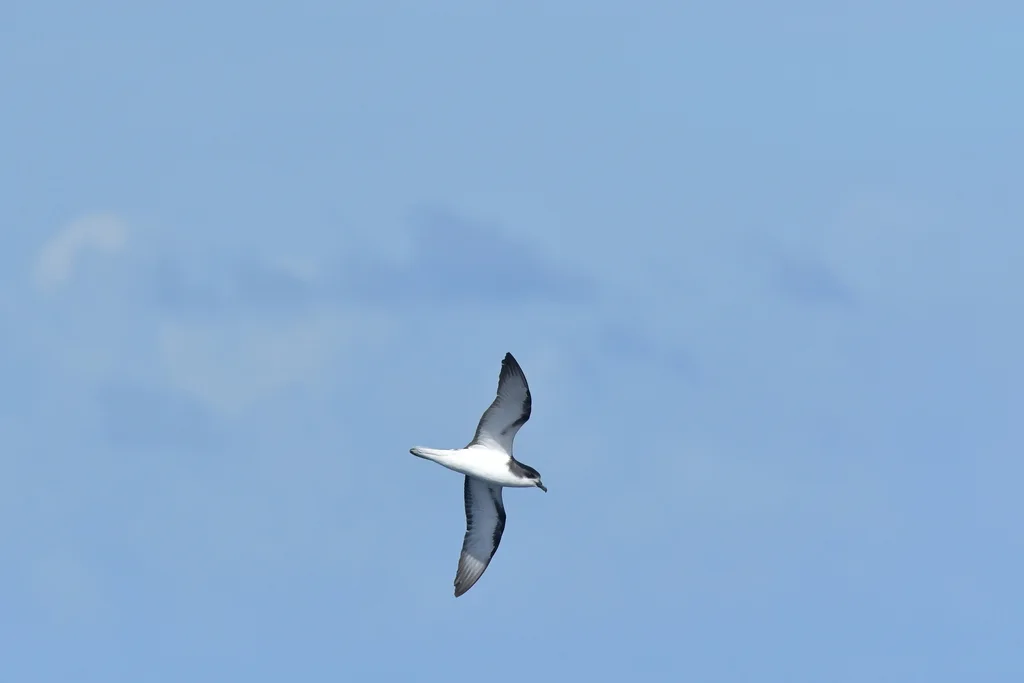 新西兰圆尾鹱(Pterodroma pycrofti)