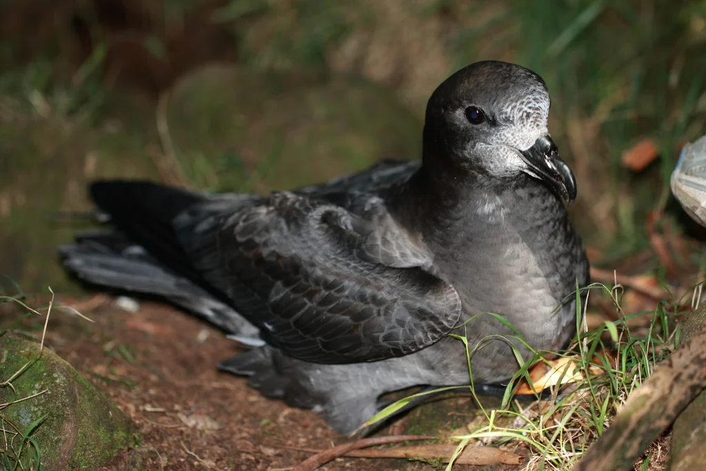 棕头圆尾鹱(Pterodroma solandri)