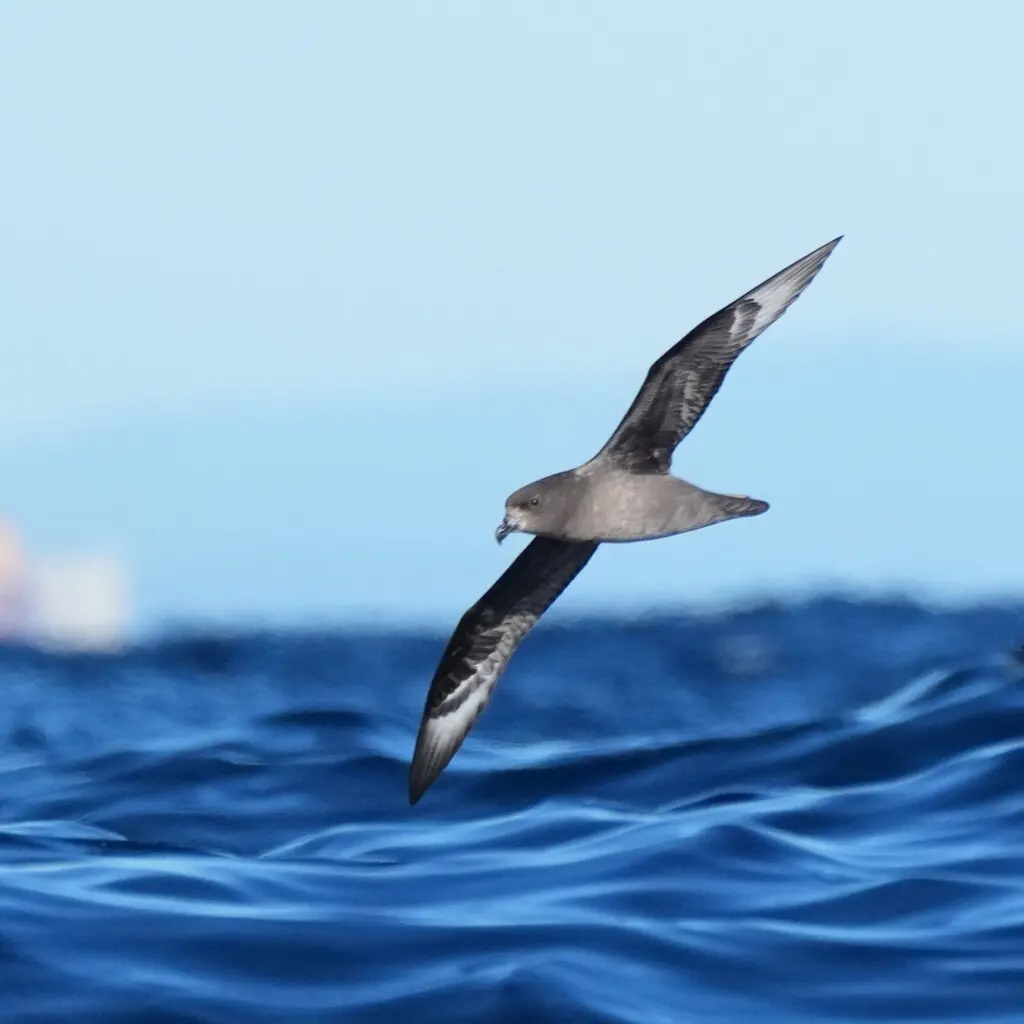 棕头圆尾鹱(Pterodroma solandri)