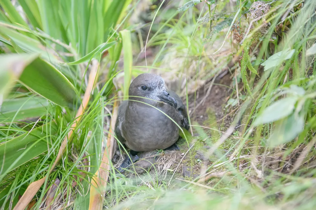 棕头圆尾鹱(Pterodroma solandri)