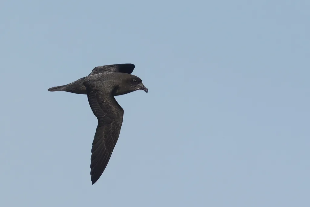 棕头圆尾鹱(Pterodroma solandri)