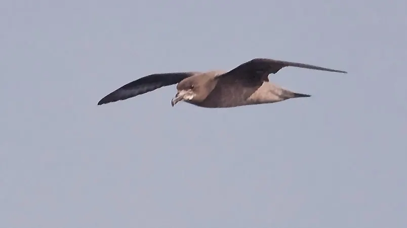 棕头圆尾鹱(Pterodroma solandri)