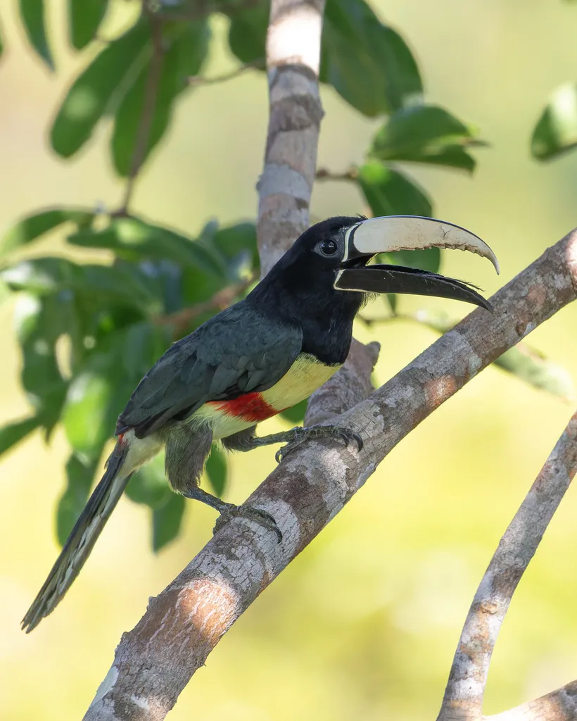 黑颈簇舌巨嘴鸟(Pteroglossus aracari)