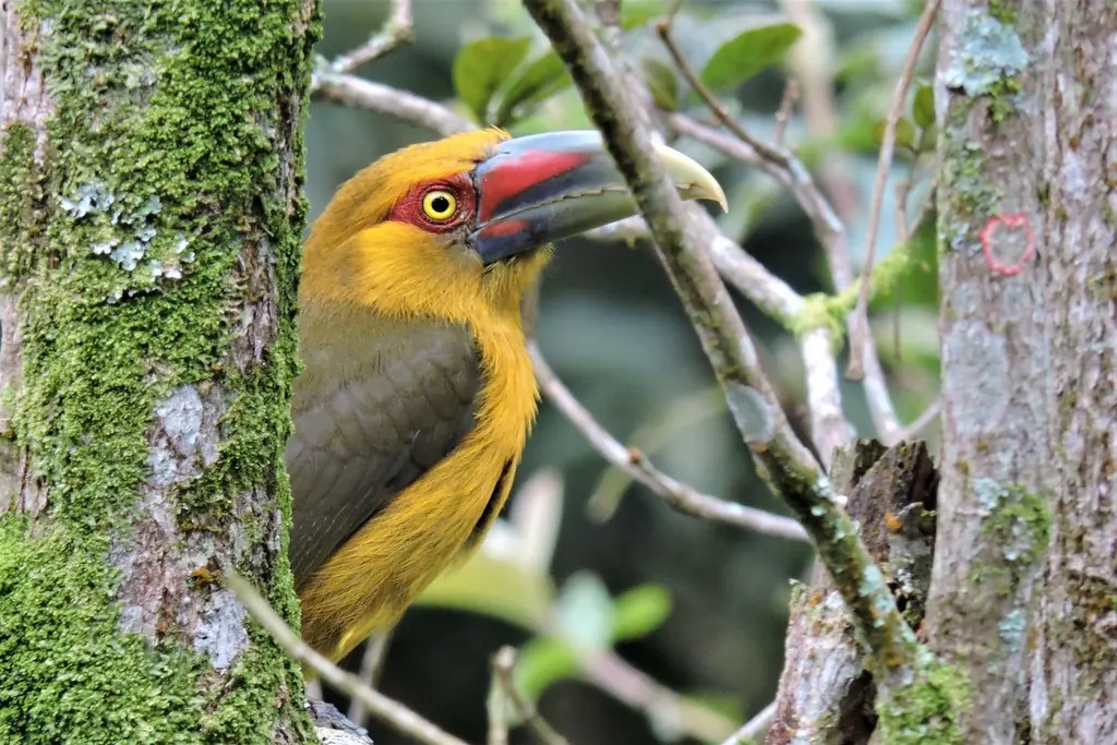 橘黄巨嘴鸟(Pteroglossus bailloni)