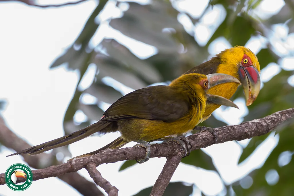 橘黄巨嘴鸟(Pteroglossus bailloni)