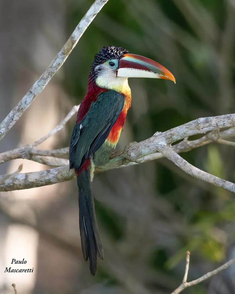 曲冠簇舌巨嘴鸟(Pteroglossus beauharnaisii)