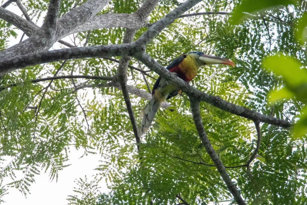 曲冠簇舌巨嘴鸟(Pteroglossus beauharnaisii)