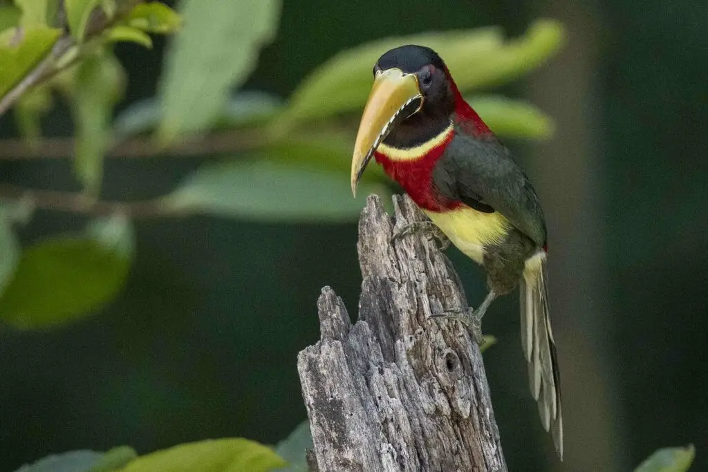 红颈簇舌巨嘴鸟(Pteroglossus bitorquatus)