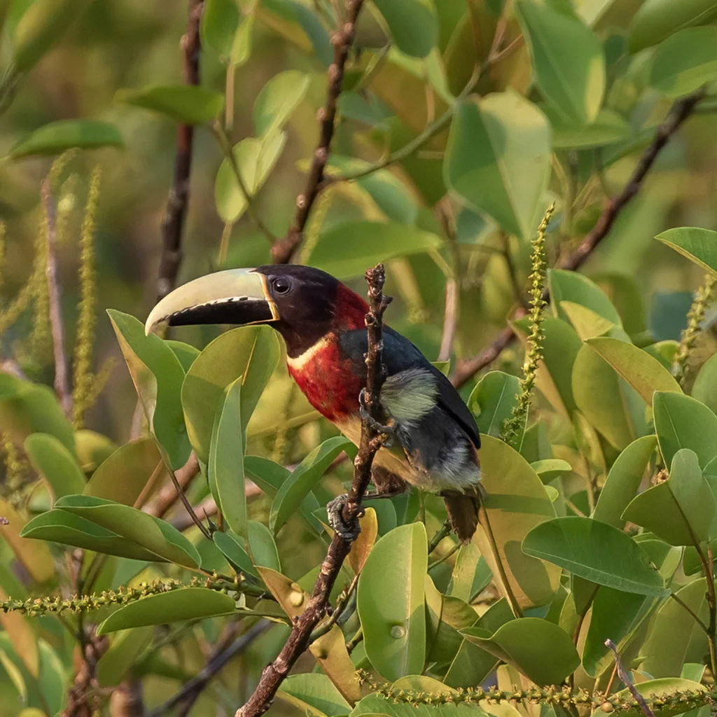红颈簇舌巨嘴鸟(Pteroglossus bitorquatus)