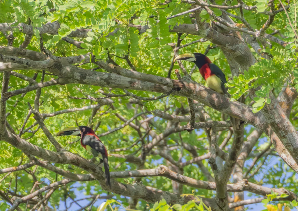 红颈簇舌巨嘴鸟(Pteroglossus bitorquatus)