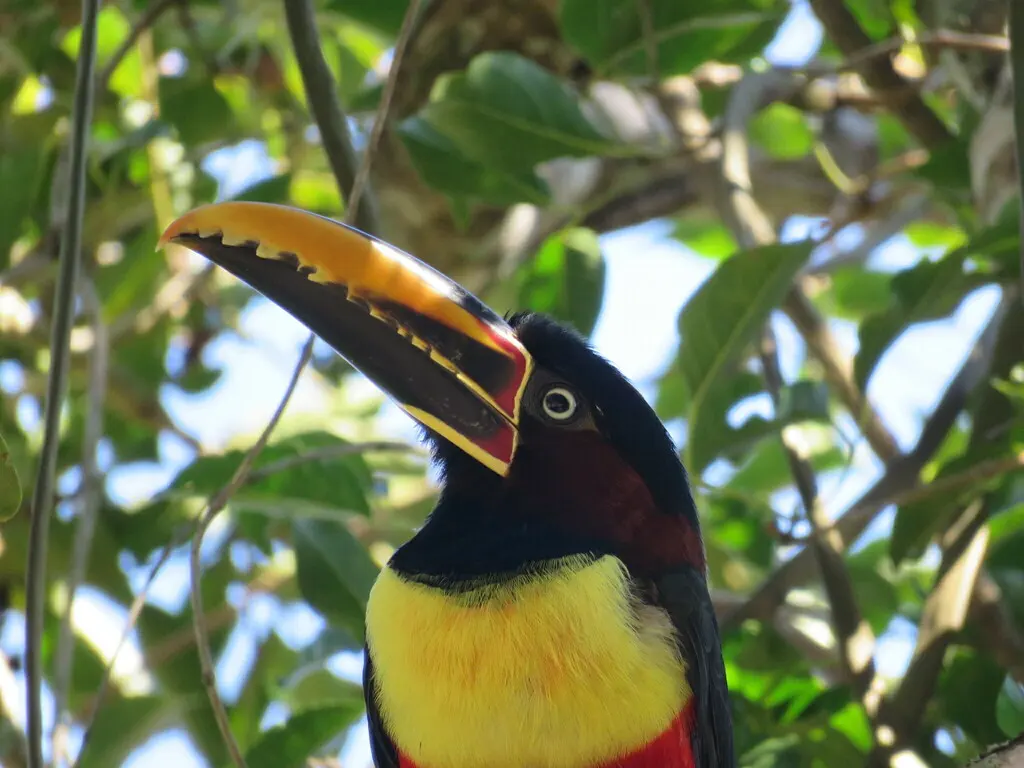栗耳簇舌巨嘴鸟(Pteroglossus castanotis)
