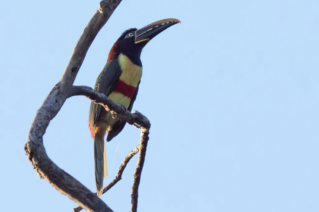 栗耳簇舌巨嘴鸟(Pteroglossus castanotis)